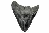 Huge Fossil Megalodon Tooth - South Carolina #328766-1